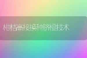 柑桔高接换种脐橙技术