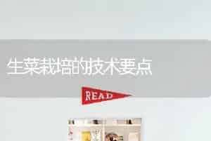 生菜栽培的技术要点