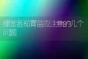棚室番茄育苗应注意的几个问题