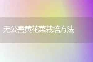 无公害黄花菜栽培方法