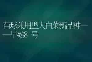 苗球兼用型大白菜新品种——早熟8号