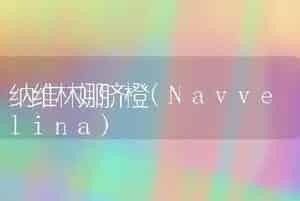 纳维林娜脐橙(Navvelina)