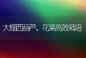 大棚西葫芦、花菜高效栽培