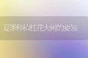 夏季移植桂花大树的要领