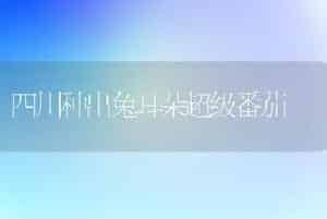 四川种出兔耳朵超级番茄