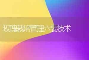 玫瑰栽培管理六要技术