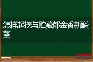 怎样起挖与贮藏郁金香新鳞茎