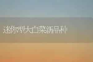 迷你型大白菜新品种