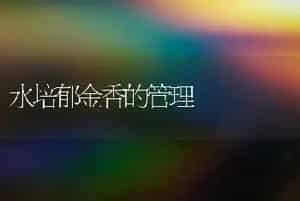 水培郁金香的管理