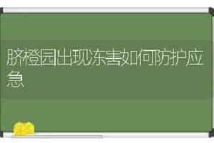 脐橙园出现冻害如何防护应急