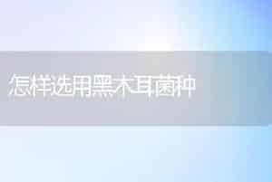 怎样选用黑木耳菌种
