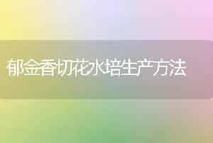 郁金香切花水培生产方法