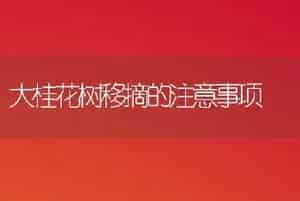 大桂花树移摘的注意事项
