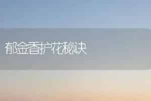 郁金香护花秘诀