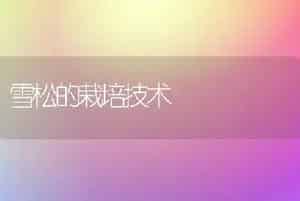 女贞嫁接金叶女贞的方法-花木组培技术