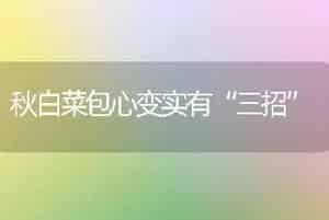 秋白菜包心变实有“三招”