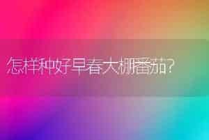 怎样种好早春大棚番茄？