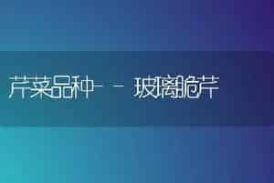 春菠菜复种大葱