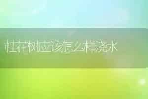 桂花树应该怎么样浇水