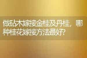 做砧木嫁接金桂及丹桂，哪种桂花嫁接方法最好?