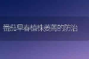 番茄早春植株萎蔫的防治