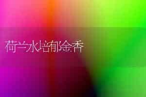 荷兰水培郁金香