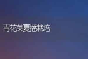 青花菜夏播栽培