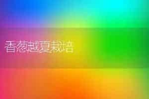 迟抽薹小白菜——春秀