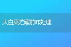 大白菜贮藏前咋处理