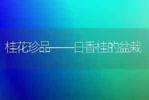 桂花珍品——日香桂的盆栽
