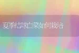 夏季结球白菜如何栽培