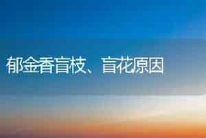 郁金香盲枝、盲花原因