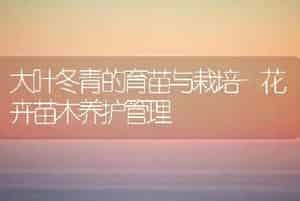 大叶冬青的育苗与栽培-花卉苗木养护管理