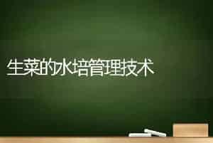 生菜的水培管理技术
