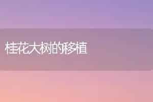 桂花大树的移植