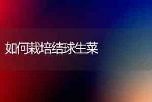 如何栽培结球生菜