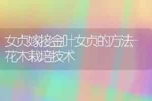 女贞嫁接金叶女贞的方法-花木栽培技术