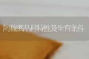 “中华巨葱王”大葱