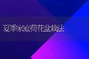 夏季家庭荷花盆栽法