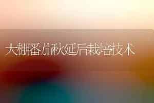 大棚番茄秋延后栽培技术
