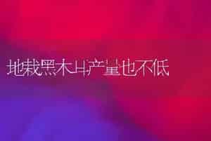地栽黑木耳产量也不低