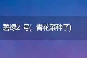碧绿2号(青花菜种子)