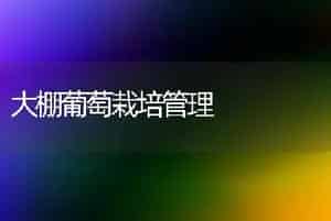 秦玉番茄品种简介