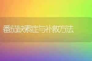 番茄缺素症与补救方法