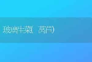 玻璃生菜(莴苣)