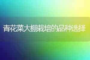 青花菜大棚栽培的品种选择