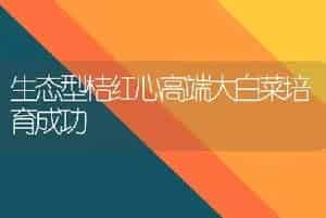 生态型桔红心高端大白菜培育成功