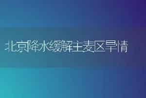 深秋好栽郁金香
