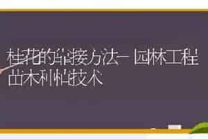 桂花的靠接方法-园林工程苗木种植技术
