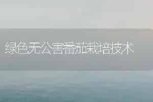 绿色无公害番茄栽培技术